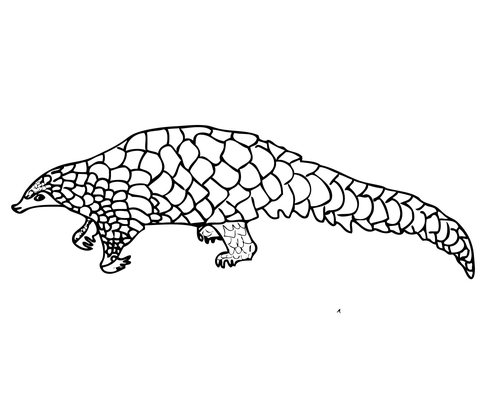 Pangolin Scaly Anteater Coloring Page